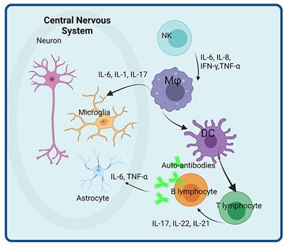 Re-emerging concepts of immune dysregulation in autism spectrum disorders